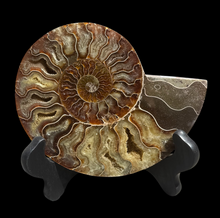 Load image into Gallery viewer, Half Ammonite Fossil with Easel