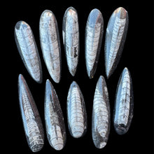 Load image into Gallery viewer, Orthoceras Fossils (10 Count)