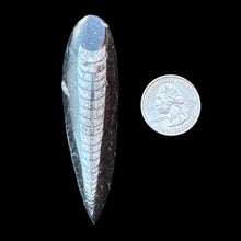 Load image into Gallery viewer, Orthoceras Fossils (10 Count)