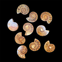 Load image into Gallery viewer, Half Ammonite Fossils (10 Count)