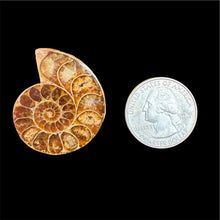 Load image into Gallery viewer, Half Ammonite Fossils (10 Count)