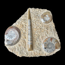 Load image into Gallery viewer, Orthoceras and Ammonite Fossils
