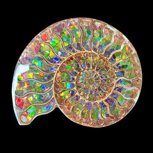 Load image into Gallery viewer, Half Ammonite Fossil with Ammolite Inlay