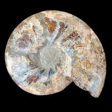 Load image into Gallery viewer, Half Ammonite Fossil with Ammolite Inlay