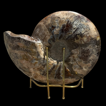 Load image into Gallery viewer, Half Ammonite Fossil with Ammolite Inlay
