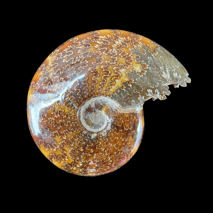 Chambered Whole Sutured Ammonite Fossil ￼