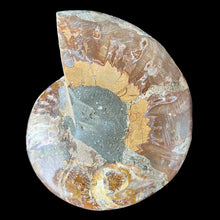 Load image into Gallery viewer, Split Ammonite Fossil
