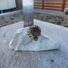 Load image into Gallery viewer, Lower Jurassic Ammonite Fossil
