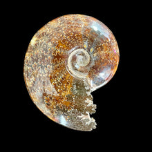Load image into Gallery viewer, Chambered Whole Sutured Ammonite Fossil ￼
