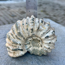 Load image into Gallery viewer, Tractor Ammonite Fossil
