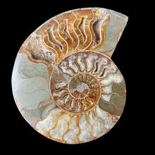 Load image into Gallery viewer, Split Ammonite Fossil
