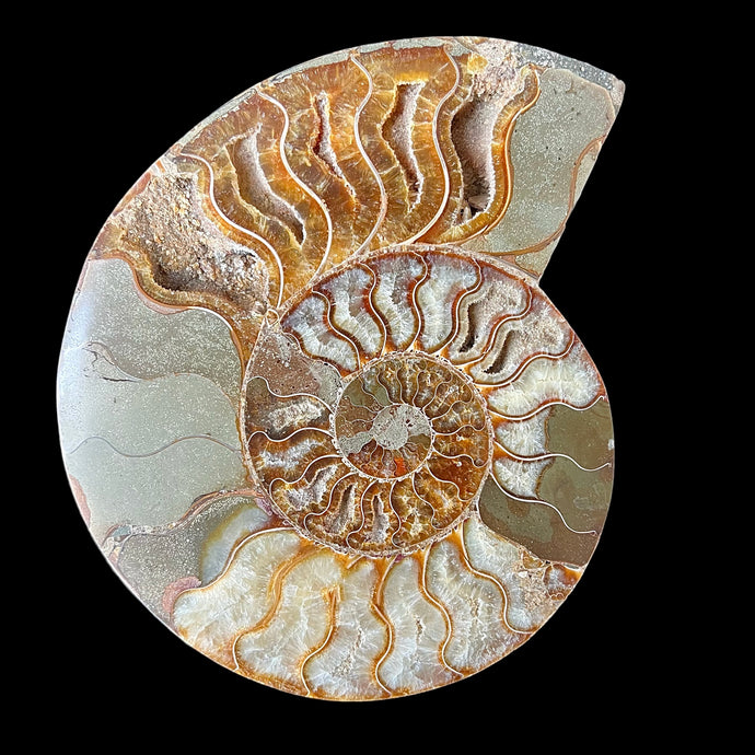 Split Ammonite Fossil