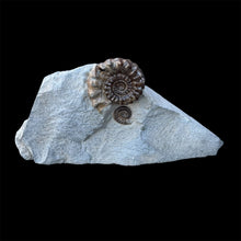 Load image into Gallery viewer, Lower Jurassic Ammonite Fossil
