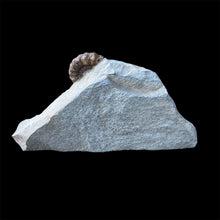 Load image into Gallery viewer, Lower Jurassic Ammonite Fossil
