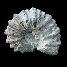 Load image into Gallery viewer, Tractor Ammonite Fossil
