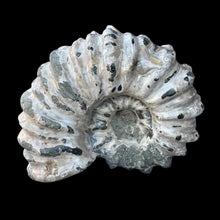 Load image into Gallery viewer, Tractor Ammonite Fossil
