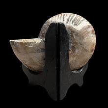 Load image into Gallery viewer, Half Ammonite Fossil with Easel
