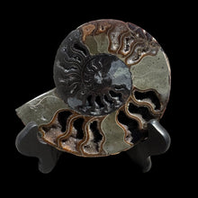 Load image into Gallery viewer, Half Ammonite Fossil with Easel
