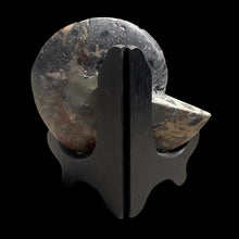 Load image into Gallery viewer, Half Ammonite Fossil with Easel

