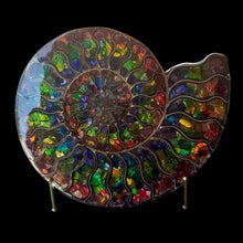Load image into Gallery viewer, Half Ammonite Fossil with Ammolite Inlay
