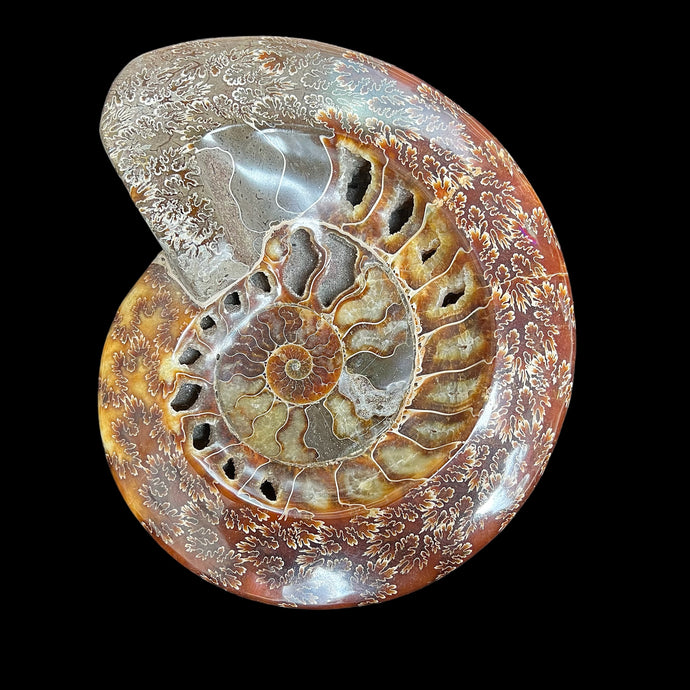 Ammonite Dish (Polished)