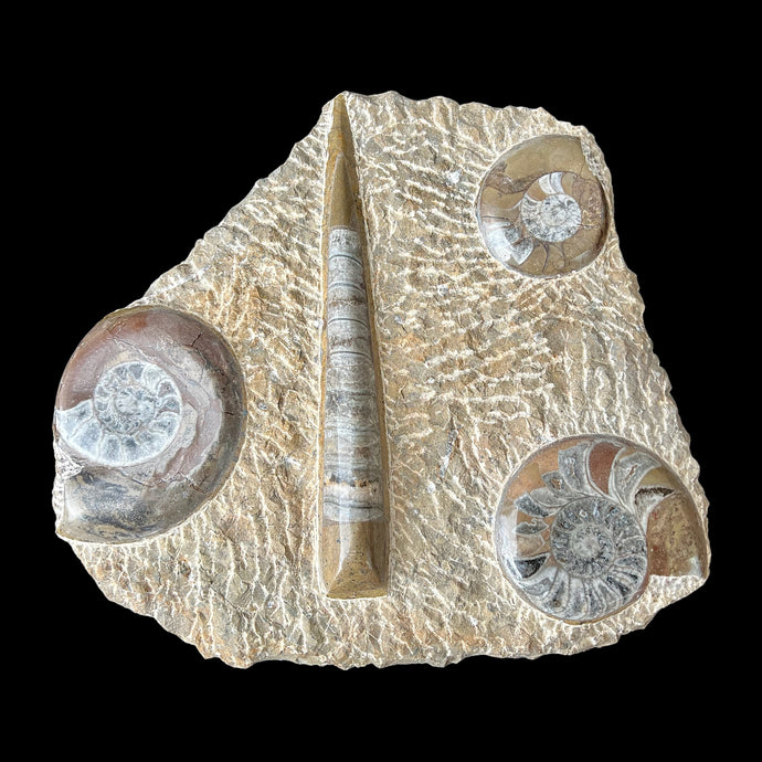 Orthoceras and Ammonite Fossils