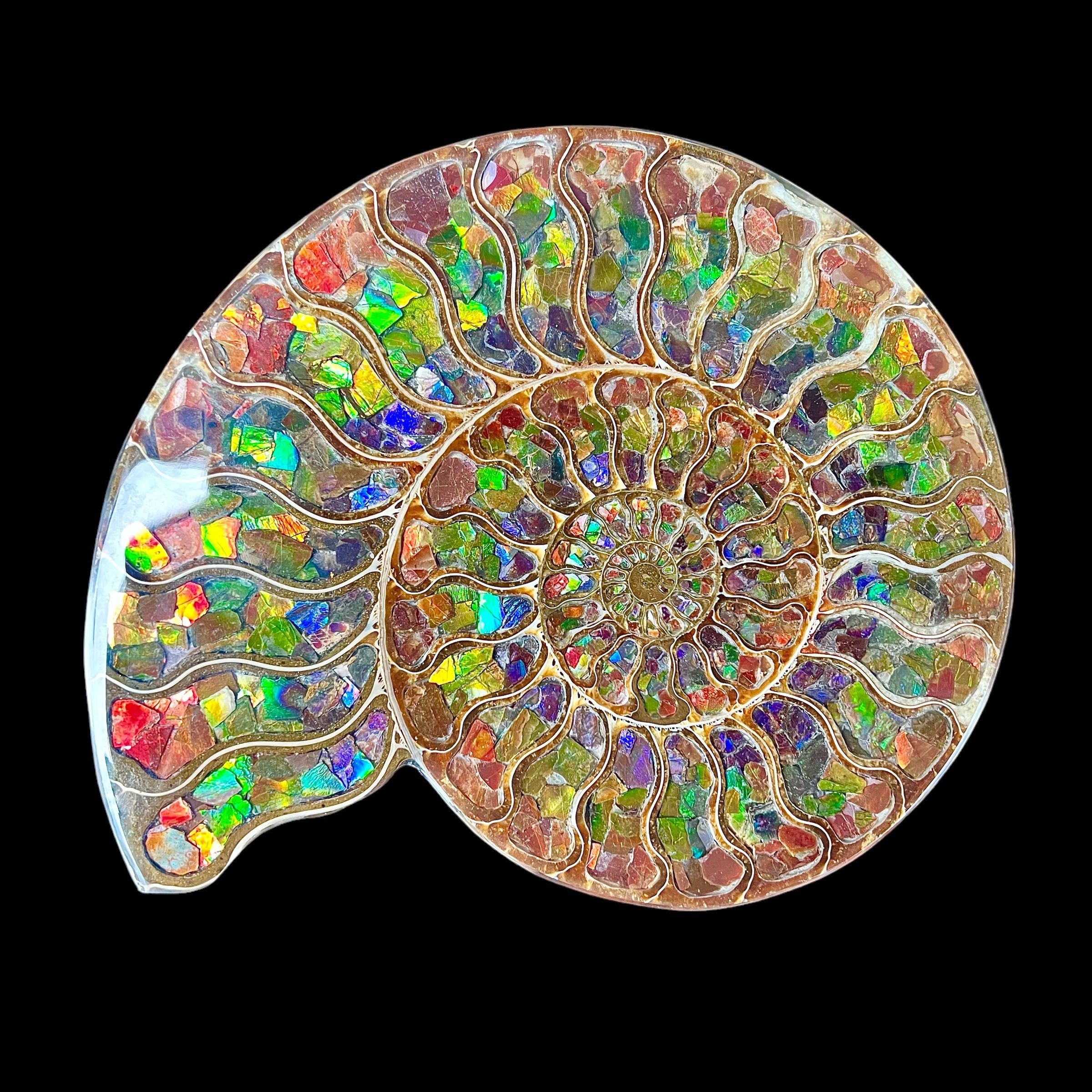 Half Ammonite Fossil with Ammolite Inlay