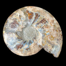 Load image into Gallery viewer, Half Ammonite Fossil with Ammolite Inlay
